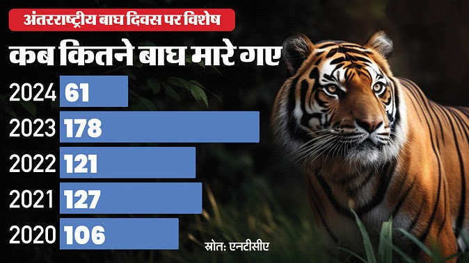 Special on International Tiger Day: 61 tigers have died so far this year