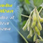 Madhya Pradesh: Pistachio farmers in the midst of soybean politics, AAP of farmers