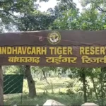 Gaurav Chaudhary becomes the field director of Bandhavgarh Tiger Reserve, waiting for full time appointment