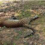 Fearless hunters are spreading current in the forest, investigation into death of young man with leopard