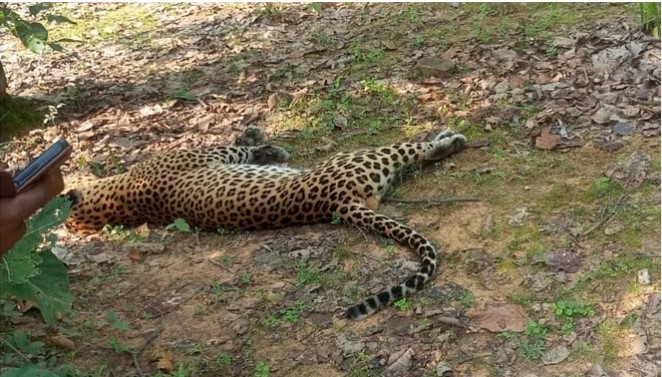 Fearless hunters are spreading current in the forest, investigation into death of young man with leopard