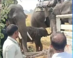 #Bandhavgarh; #Forest Department; Rescue;