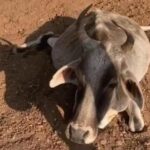 Cattle; Katni; Collector Office; Madhya Pradesh;