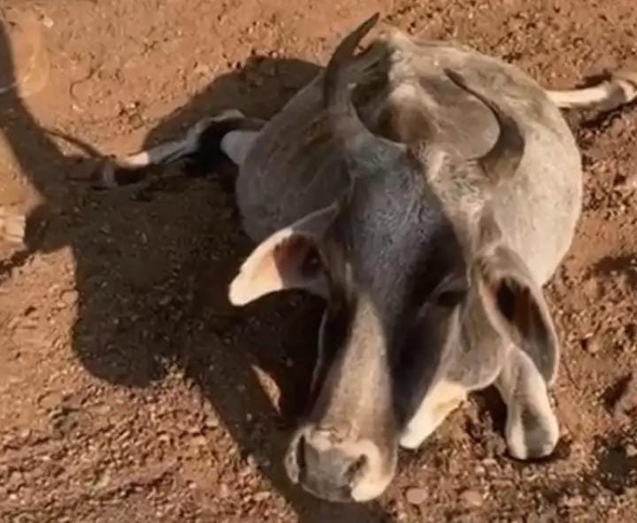 Cattle; Katni; Collector Office; Madhya Pradesh;