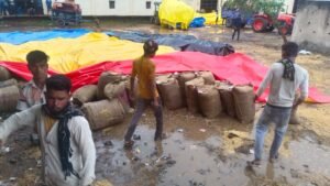 Rainfall during winter soaks paddy stored in open at district procurement centers, exposing negligence by the committee manager and in-charge