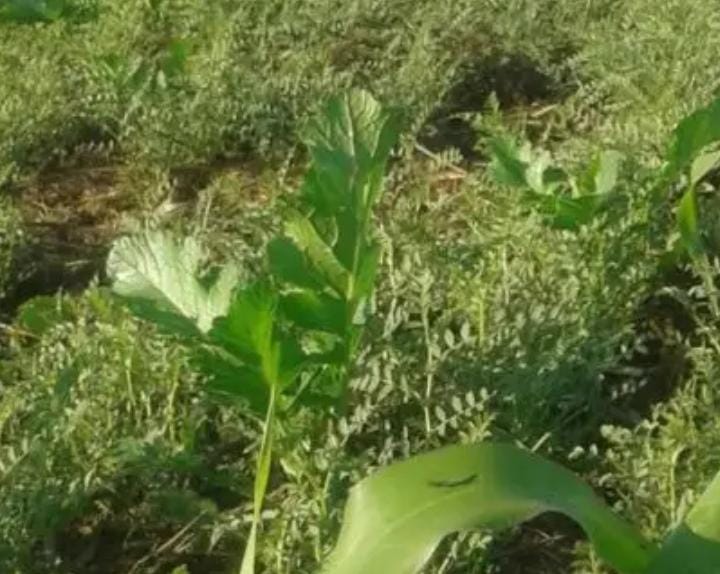 Farmer inspecting crops affected by diseases, highlighting the challenge of costly pesticide solutions.