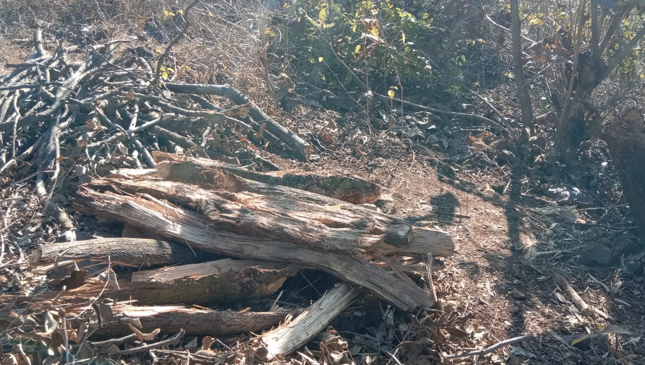 Cutting of lush green trees, symbolizing the ongoing brutality and deforestation concerns.