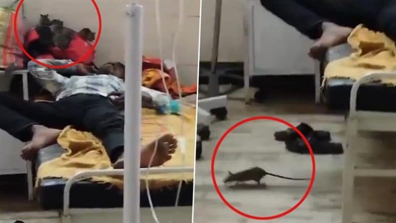 Rats spotted in Mandla District Hospital’s neonatal ward, triggering outrage and administrative action.
