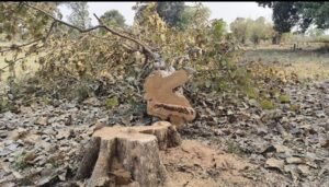 Illegal tree cutting in Mandla: Revenue team files a report as forest department remains silent.