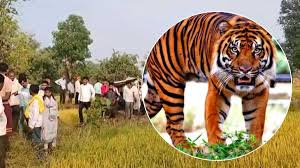 Angry tiger in Balaghat forest near Sonewani, MP – Wildlife attack on farmers sparks protests