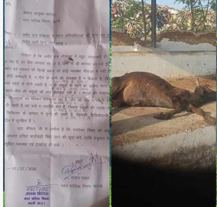 Dead cattle in Amirganj Gaushala due to administrative negligence and lack of care – mpsamwad.com