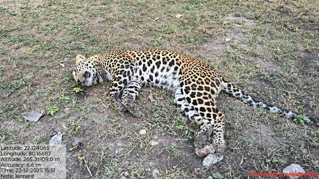 Suspicious leopard death in Balaghat forest raises questions on wildlife protection and forest security in Madhya Pradesh
