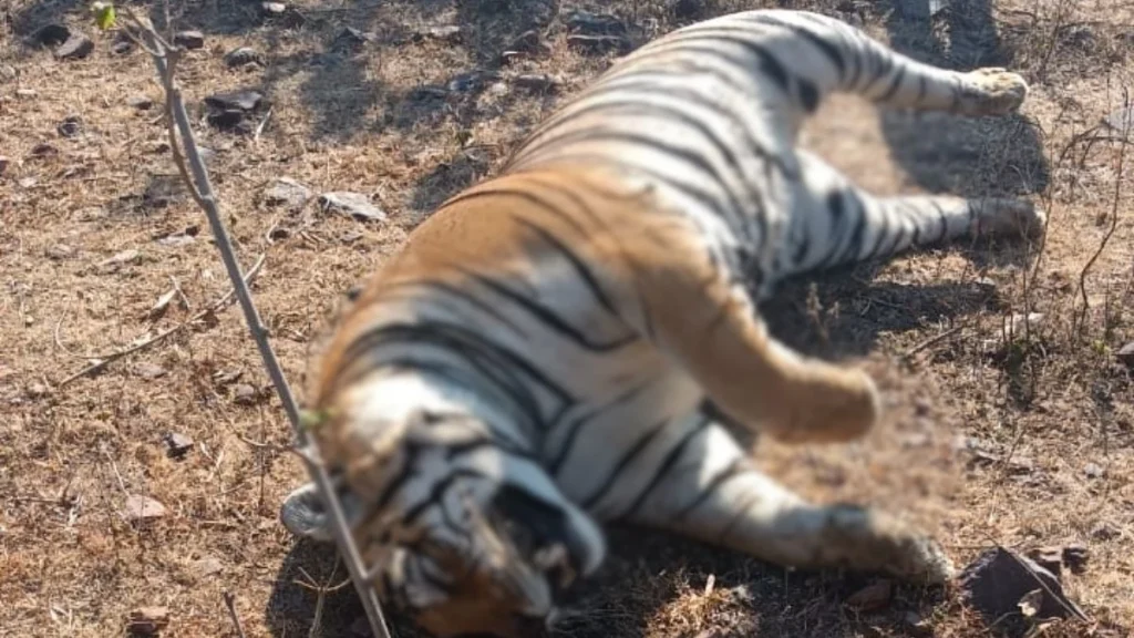 Tiger found dead in Sagar forest, mysterious wildlife death investigation