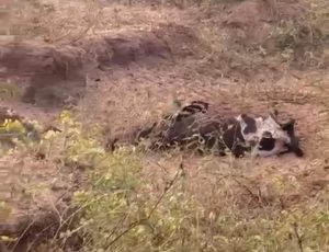 Sandook Gaushala mismanagement causing cow deaths near Narmada Parikrama route in Narsinghpur district Madhya Pradesh