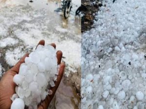Hailstorm damage to wheat crops in Madhya Pradesh districts