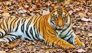 Dead tiger found in well inside Bandhavgarh Tiger Reserve Umaria raising forest security concerns