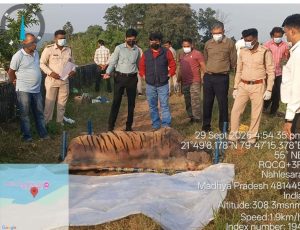 बालाघाट के कटंगी परिक्षेत्र में नहलेसरा डेम के पास बाघ के शव की जांच करते वन विभाग के अधिकारी